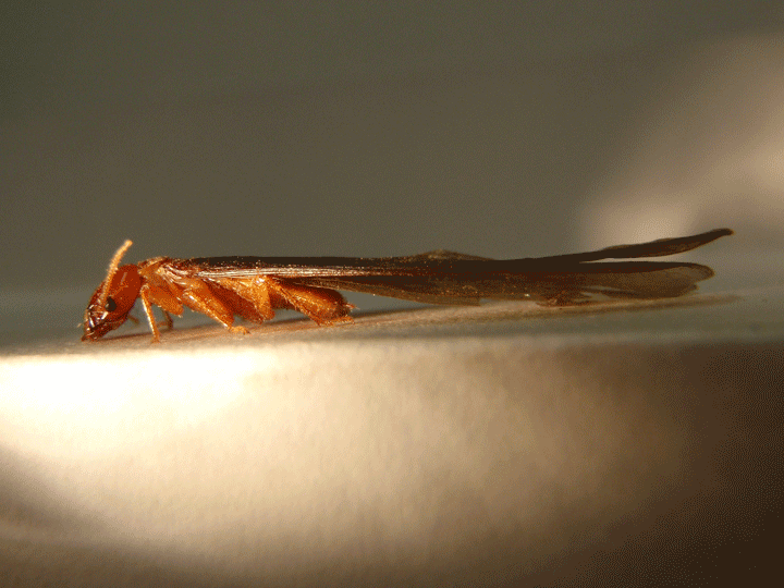 Services Pest and Dry Rot (NPMA-33)